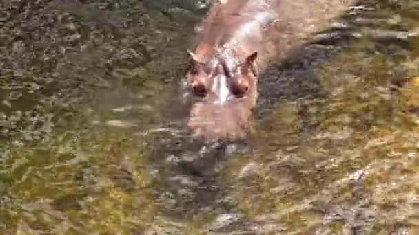 Бегемот Плавает Воде Опасное Животное Зоопарке Бегемот Дикой Природы Зоологии — стоковое видео