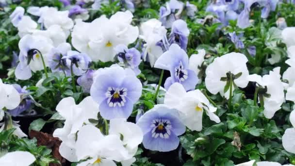 Cama Flores Lindas Azul Branco Pansy Fundo Gramado Verde Grupo — Vídeo de Stock