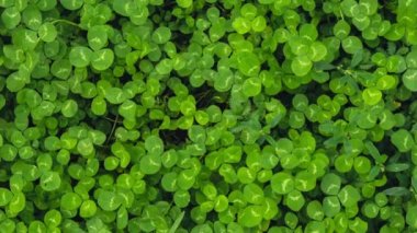 Yeşilimsi satır arkaplanını yakınlaştır. Küçük yeşil Yonca iz bırakır, Doğal ve St. Patricks 'in arka planı ve yonca duvar kâğıdı. Tatil ve tatil yoncaları sembolü