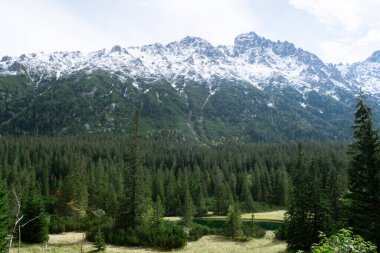 Karlı dağlar, Zakopane Polonya 'daki yeşil ormanlar. Dağ doğa manzarası. Mavi gökyüzü. Doğal yeşil turizm konseptiyle seyahat edin. Yürüyüş refahı 