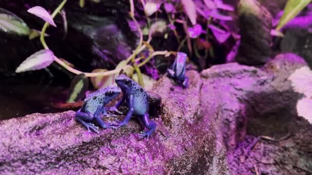 ブルー毒ダーツカエル ピンクの光テラリウムで岩の上に毒ダーツカエルを死にます 毒カエルの死に方 テントリウスを分解する ズームアウト — ストック動画