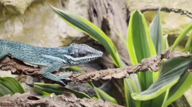 Mavi Duvar kertenkelesi kayanın üzerinde güneşleniyor. Kertenkele teraryumdaki taşı izliyor. Vahşi yaşam yakınlaştır 