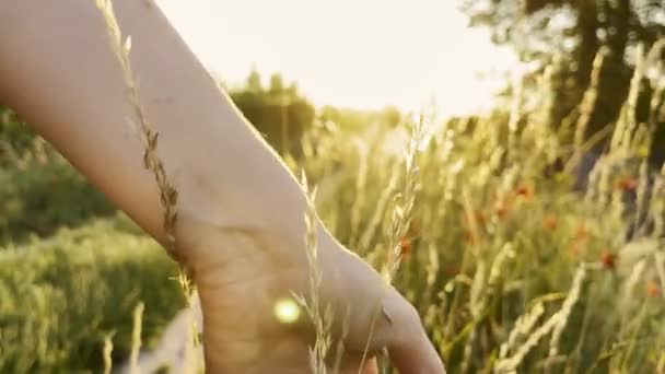 Mano Femenina Tocando Imágenes Hierba Verde Fresca Orejas Arroz Luz — Vídeo de stock