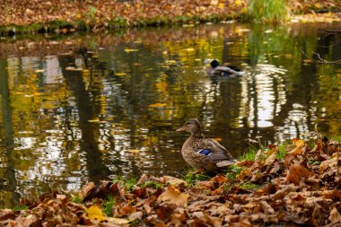 Ördek, Sonbahar Gölü 'nde Dalgalanan Suda Yüzer. Gölde yüzen su kuşu ördekleri, köknar yıkar. Suyun üzerinde yüzen renkli sonbahar yaprakları. Doğa manzarası 