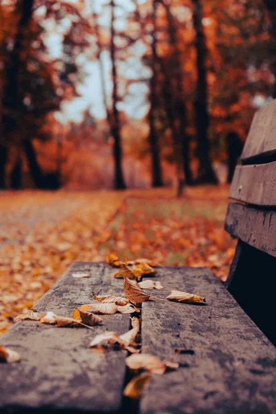 Barevné Podzimní Listí Dřevěné Lavičce Parku Pohled Přes Podzimní Listí — Stock fotografie