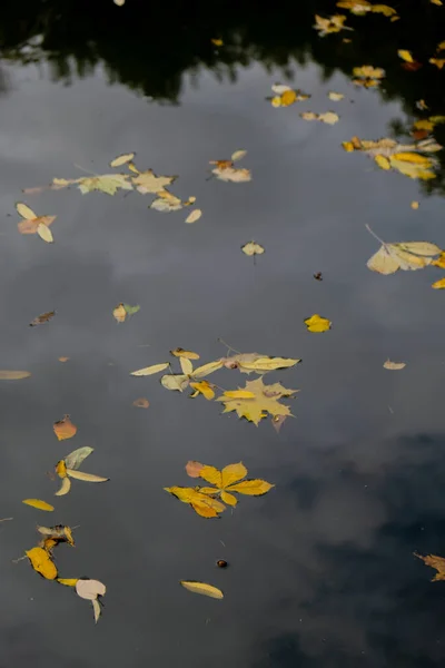 秋天的叶子漂浮在水面上 湖面上秋天的落叶 Natures Landscape Fallen Orange Leaf Sailing Dark Lake — 图库照片