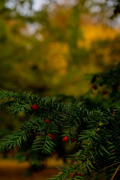 Jagodowy Taxus Yew Krzewy Czerwone Jagody Gałęzi Cisu Ogrodzie Jesienią — Zdjęcie stockowe