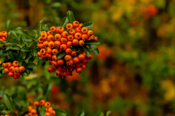 そうだな タクシー数低木 秋に庭のイチイの木の枝に赤い果実 木の枝に赤いローワン 季節の休日 自然の明るい秋の収穫の終わり — ストック写真