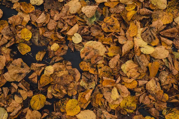 Colorido Queda Outono Folhas Padrão Fundo Vista Através Folhagem Outono — Fotografia de Stock