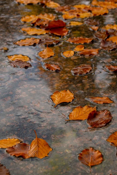 Spadające Krople Deszczu Wpadające Kałuży Jesiennymi Liśćmi Witam Jesienne Liście — Zdjęcie stockowe