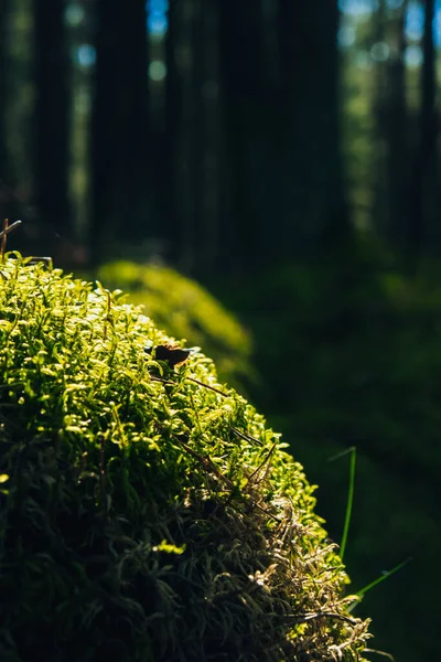 Yerde Güzel Yeşil Yosunlar Var Yakın Plan Güneş Işığı Ormanı — Stok fotoğraf