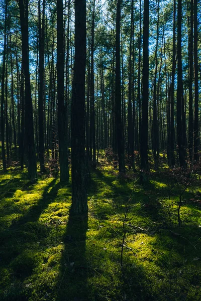 美丽的松树和冷杉森林 森林地面覆盖着厚厚的绿色苔藓 阳光透过树枝闪烁着 森林土地背景 神奇的深雾密布的森林 — 图库照片