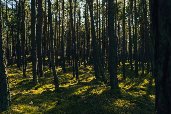 Piękny Las Sosnowy Jodłowy Grubą Warstwą Zielonego Mchu Pokrywającą Leśną — Zdjęcie stockowe