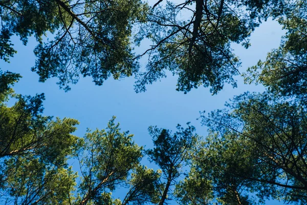 Вид Зверху Через Зелені Дерева Блакитне Небо Висока Зелена Ялина — стокове фото