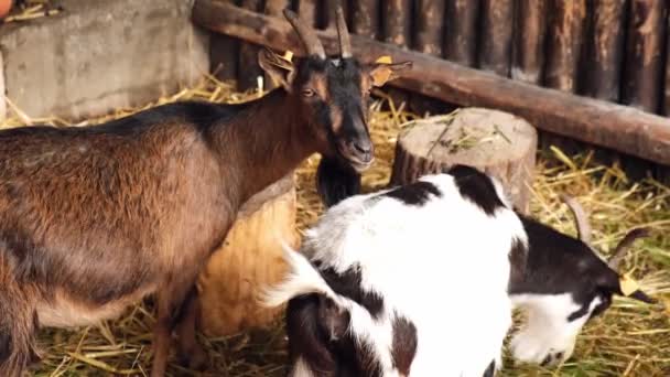 Animals Goats Eating Farm Domestic Farm Chews Agriculture Ecology Goat — Vídeos de Stock
