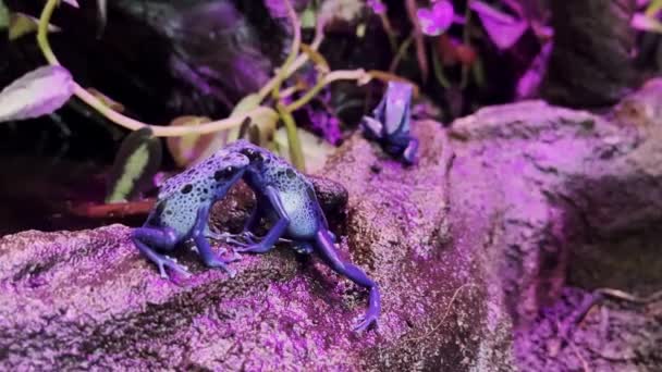 Blue Poison Dart Frogs Dyeing Poison Dart Frog Rock Pink — Stock Video