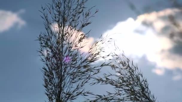 Pampasgras Auf Wind Trockenes Beiges Schilf Abstrakter Natürlicher Hintergrund Pastell — Stockvideo