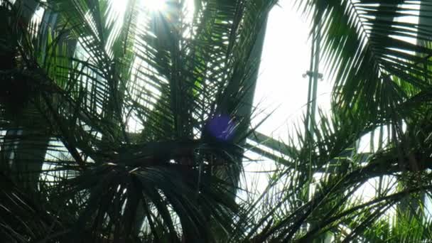 Yeşil Palmiye Yaprağı Deseni Soyut Arka Plan Tropikal Ormanı Ekoloji — Stok video