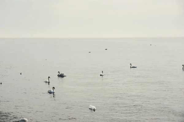 Stock image Blue sea sunrise and floating swans in the water. Wild white swans swim in the sea near the shore. Swans feed near the sea. Many swans swim in the Baltic Sea. Wild nature background