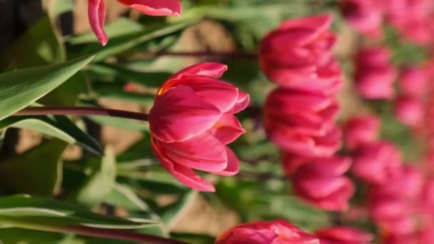 Pink Tulip Flowers Blooming Garden Field Landscape Vertical Footage Beautiful — Stock Video