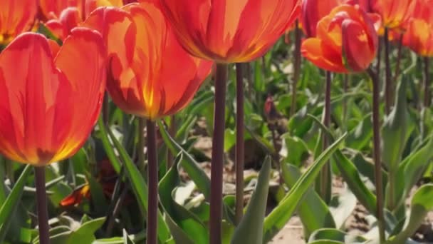 Röda Tulpanblommor Blommar Trädgårdslandskapet Vacker Vårträdgård Med Många Röda Tulpaner — Stockvideo