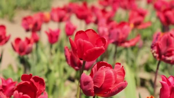 Pink Tulip Flowers Blooming Garden Field Landscape Beautiful Spring Garden — Stock Video
