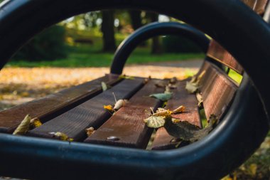 Ahşap bankta düşen renkli sonbahar yaprakları. Park Ormanı 'ndaki sonbahar yeşilliklerine bakın. Altın ağaç yaprakları. Sonbahar ormanında sarı yapraklı güzel bir ağaç. Yol sonbahar yapraklarıyla dolu.