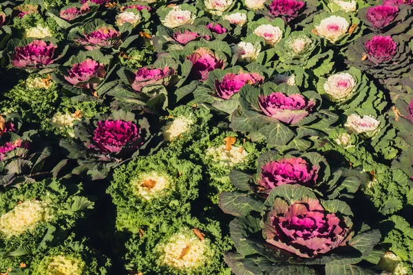 Ornamental cabbages winter flowers. Colorful Kale Flower bed of ornamental plants. Decorative Flower Bed of cabbage unique unusual outdoor garden design decor ideas. Landscape style backyard