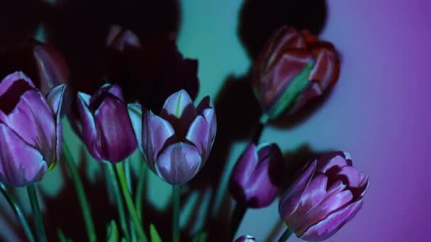 Růžové Květy Tulipánů Neonovém Světle Modrém Purpurovém Svahu Pozadí Nočním — Stock video