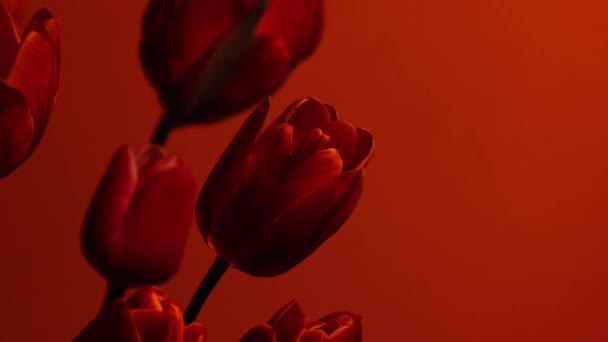 Ροζ Πολύχρωμο Λουλούδι Τουλίπας Κόκκινο Νέον Φως Μπλε Και Μωβ — Αρχείο Βίντεο