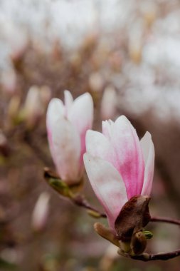 Sulanj manolyası ağaç dalına yakın çekim. Bahar mevsiminde manolya çiçeği. Pembe Çin ya da çay tabağı manolya çiçeği ağacı. Yumuşak pembe ve beyaz çiçekler doğa arkaplanı
