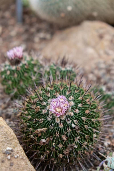 Pembe çiçek kaktüsü. Kaktüs Echinopsis. Botanik bahçesi. Büyük Kaktüs Çiçeği. Sulu çiçekler açar. Rengarenk bordo bir kirpi kaktüsünün yakın görüntüsü