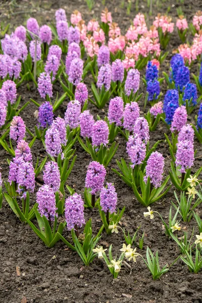 First spring flowers Large flower bed with multi-colored hyacinths, traditional easter flowers background spring in the Asparagus family. Greeting festive postcard wallpaper.