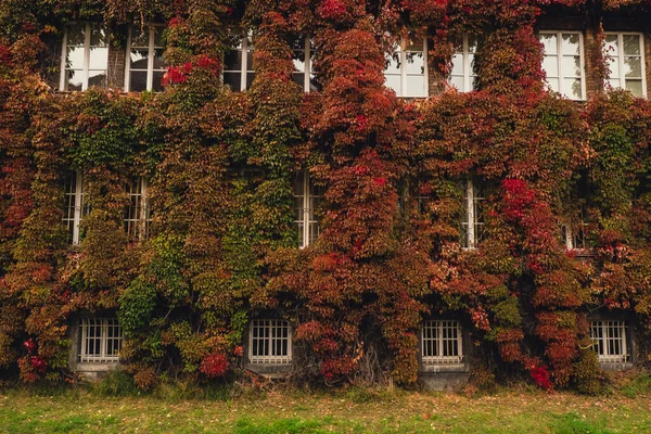 Facade of Building with climber plants, ivy growing on the plant-covered walls. Autumn Ecology and green living in city, urban environment concept. Gdansk Poland. Biophilia outdoor design Sustainable