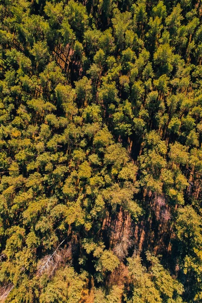 Widok Lotu Ptaka Szczyty Drzew Leśnych Drone Shot Świerk Iglaste — Zdjęcie stockowe