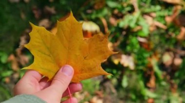 Sonbahar doğasının yanında sonbahar akçaağaç yaprağı tutan kadın. Doğa ile birleştir Cottagecore Farkındalık ve rahatla, dikkatli ol, iyi ol, akıl sağlığı. Kız sonbahar buketi topluyor
