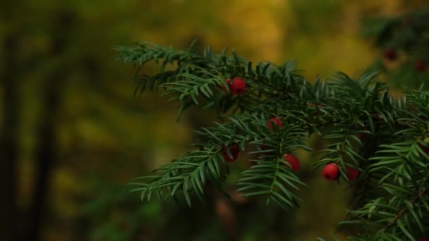 Porsuk Çileği Taxus Yew Çalıları Sonbaharda Bahçedeki Porsuk Ağacının Dalında — Stok video