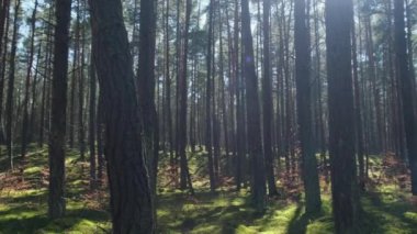Güzel çam ve köknar ormanı, orman zeminini kaplayan kalın yeşil yosun tabakası. Manzaralı güneş ışığı dalların arasında parlıyor. Orman arazisi. Sihirli Derin Sisli Orman Puslu