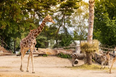 Zürafa - Zürafa camelopardalis, Afrika 'nın tek parmaklı, tek parmaklı, en uzun hayvan türüdür. Yazın Wroclaw Polonya hayvanat bahçesinde zebralı en büyük geviş getiren hayvandır. Seyahat güzergahı safarisi