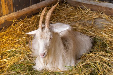 Animals goats eating in the farm. Domestic farm chews. Agriculture and ecology. Goat farm dairy . Full udder with milk, food for little kids, livestock raising on the farm, farming, walking pets on