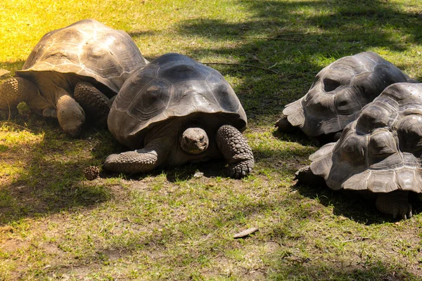 Giant Galapagos Tortoise Chelonoidis Nigra Moving Green Grass Big Old — Stockfoto