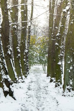 Landscape with trees and forest and snow in the ground. Green trees with first snow. Winter forest path. Snow-covered path in beautiful spring forest. Public park