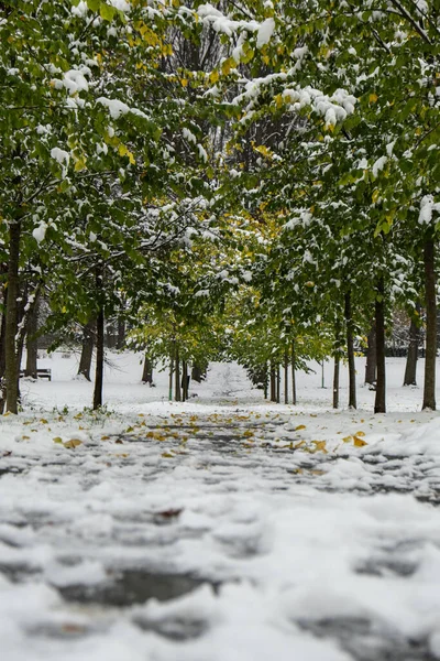 stock image Landscape with trees and forest and snow in the ground. Green trees with first snow. Winter forest path. Snow-covered path in beautiful spring forest. Public park