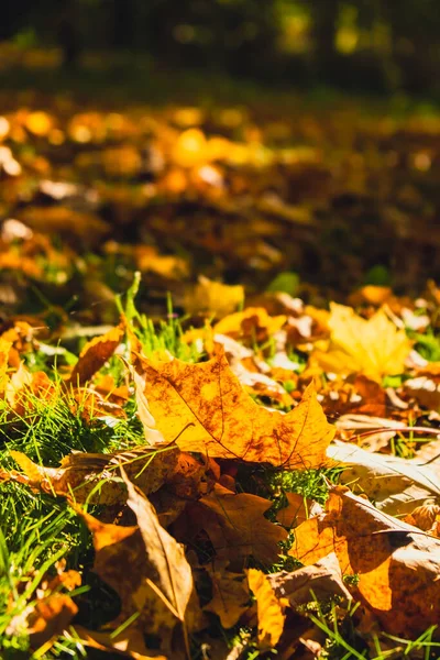 Πολύχρωμα Φθινοπωρινά Φύλλα Θέα Μέσα Από Φθινόπωρο Φύλλωμα Στο Δάσος — Φωτογραφία Αρχείου