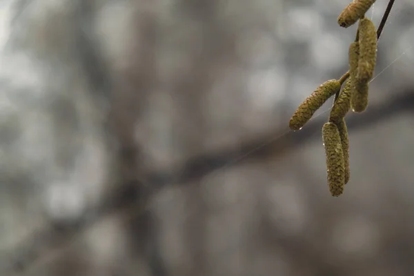Břízkové Větve Oteklými Zlatými Pupeny Náušnicemi Pokrytými Kapkami Ranních Jarních — Stock fotografie