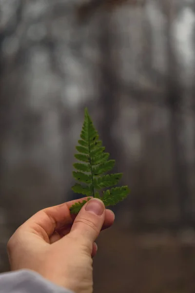 在恐怖的森林里 女人的手拿着绿蕨叶 形状像圣诞树 背景模糊不清 紧紧抓住女性的手 环境和自然的概念 自然保护 — 图库照片