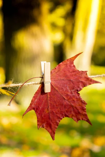 Podzimní Kompozice Javorovým Listem Pozadí Podzimního Lesa Selektivní Zaměření Kopírování — Stock fotografie