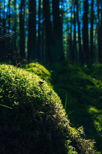地板上美丽的绿色苔藓特写 美丽的苔藓背景 阳光下的森林 厚层覆盖着森林的地面 阳光透过树枝闪烁着 神奇的 — 图库照片