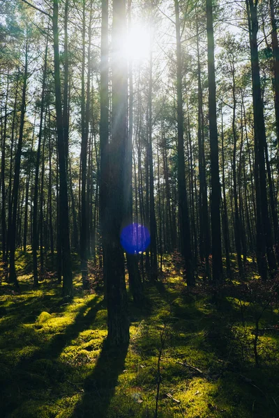 美丽的松树和冷杉森林 森林地面覆盖着厚厚的绿色苔藓 阳光透过树枝闪烁着 森林土地背景 神奇的深雾密布的森林 — 图库照片