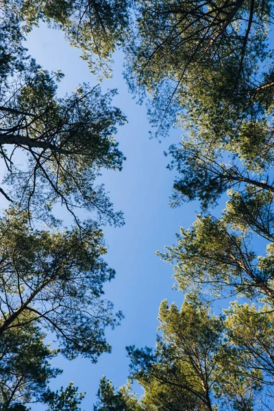 透过绿树眺望蓝天 高大的绿色云杉和冷杉在阳光下 春夏自然背景复制空间 早上的森林 — 图库照片